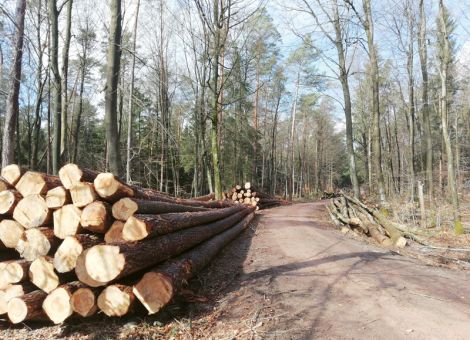 Holzmarkt hat sich noch nicht erholt