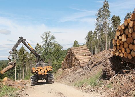 Holz im Überfluss
