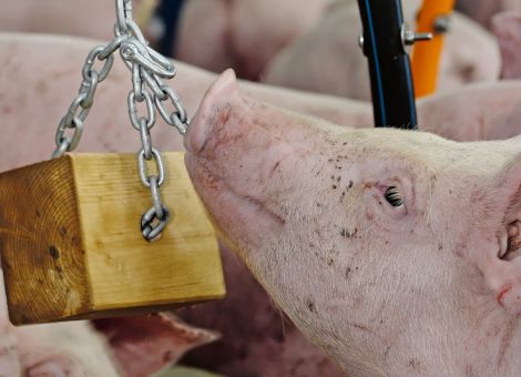 Aktionsplan Kupierverzicht: Nicht einfach, aber machbar