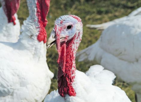 Studie belegt Verbesserungspotenzial in der ökologischen Putenhaltung