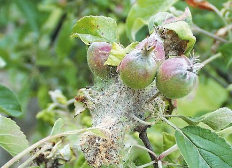Gespinstmotte an Apfel