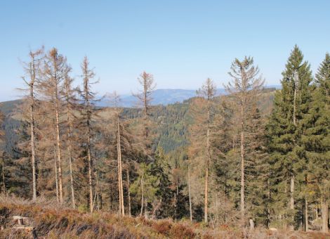 RLP: Bedrohliche Zunahme der Borkenkäferschäden