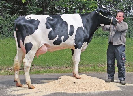 Dreiviertel der Tiere ging nach Belgien und Italien