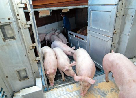 VEZG-Schlachtschweinenotierung auf 1,80 Euro gestiegen