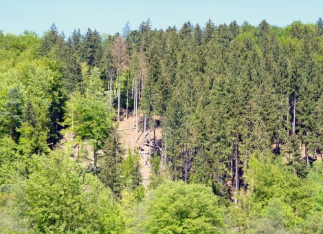 Es muss mehr getan werden für unsere Wälder