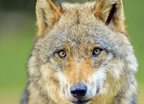 Mehr Rechtssicherheit für den Wolfsabschuss