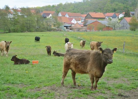 Galloways im Kellerwald