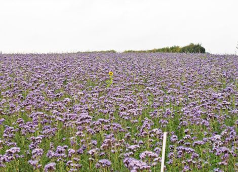 Blüten statt Brachen