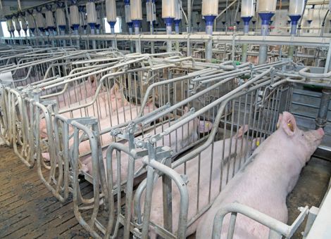 Klöckner legt Entwurf für 
neue TierSchutzNutzt-VO vor