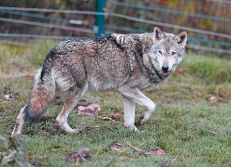 Mehr Wolfsrisse in Hessen: Herdenschutzprämie eingeführt  