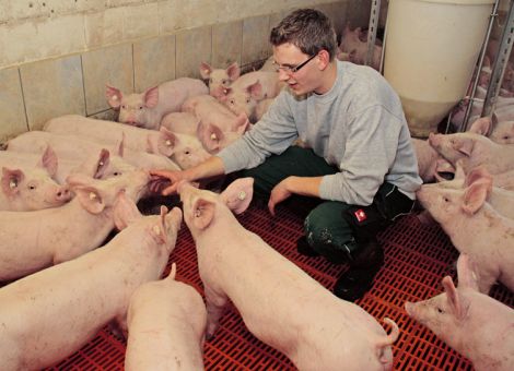 Antibiotikaeinsatz bei Nutztieren der QS-Betriebe rückläufig