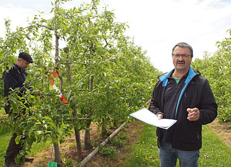 Ohne Insektizide geht es im Obstbau nicht