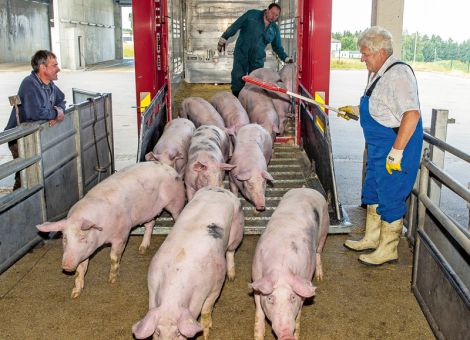 Schweineschlachtungen weiterhin rückläufig