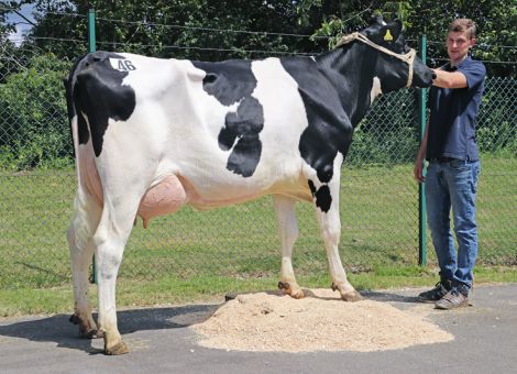 Italiener suchen Tiere mit guten Fundamenten und Eutern