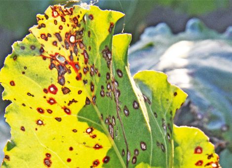Cercospora ist die bestimmende Krankheit