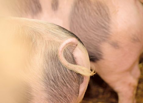 Tierhaltererklärung in Hessen bis 15. September fertigstellen