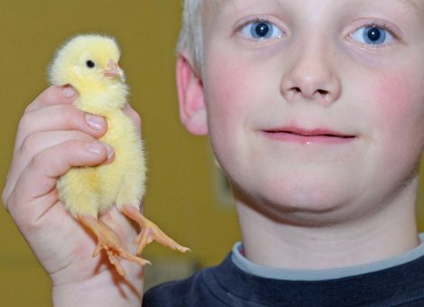 Kampf gegen Antibiotikaresistenzen in Hähnchenmast fängt beim Küken an
