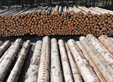 Waldbesitzerverband begrüßt Waldgesetzänderung