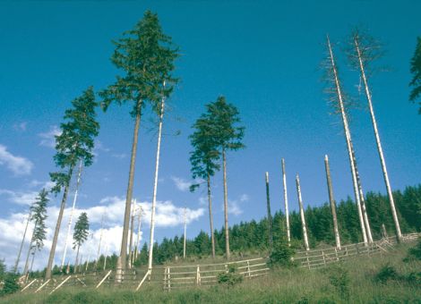 Waldschutz ist eine gesamtgesellschaftliche Aufgabe