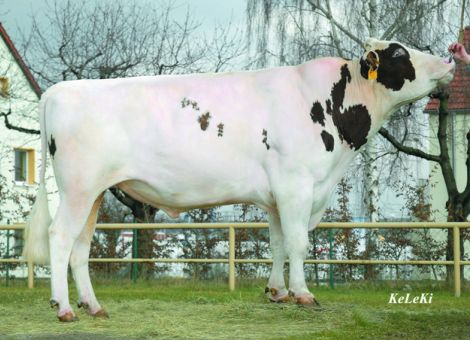 Spezielle Milcheiweiß-Linie bei Holsteins aufbauen?