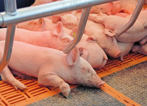 Deutscher Schweinebestand sinkt auf 15-Jahrestief