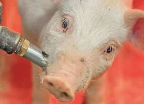 Aktionsplan Kupierverzicht: wenig Klarheit, aber mehr Zeit