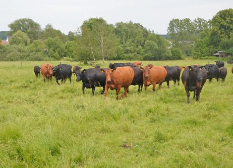 Angus international gefragt
