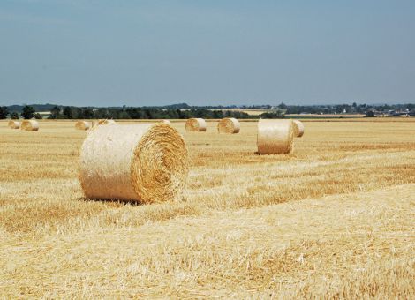 Nicht erfolgte Kalkung unbedingt nachholen