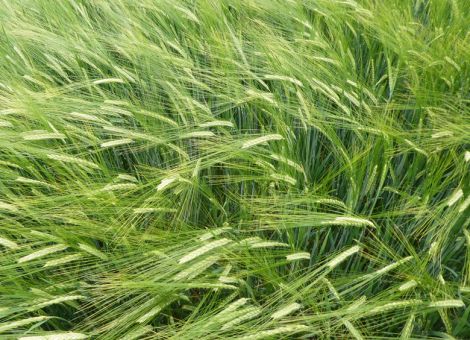 Sommergetreide-Vermehrer sind sehr aktiv