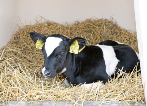 Bullenkälber intensiv aufzuziehen lohnt sich
