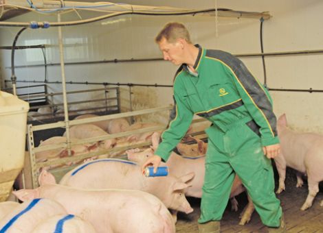 Salmonellen: Systematisches Handeln ist gefragt
