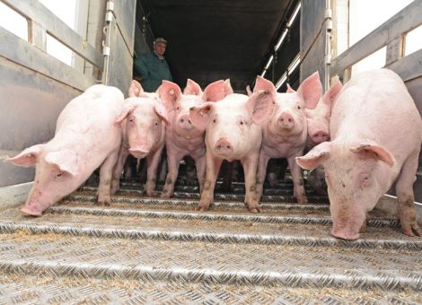 Schlachtschweinepreis trotz Einfuhrsperre der Philippinen stabil