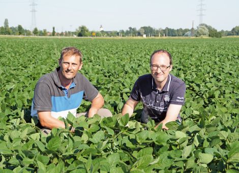 Soja ist eine Erfolgskultur