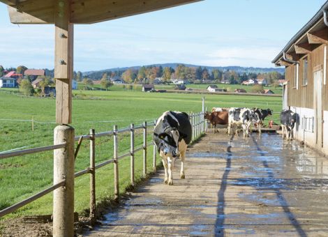 Mehr Bewegung für bayerische Milchkühe