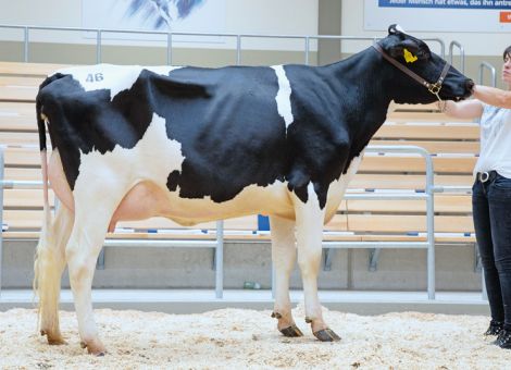 Zwei Drittel der Tiere ins Ausland verkauft
