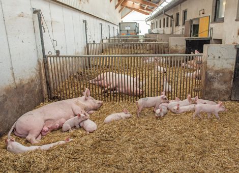 Ferkelführende Sauen in Gruppen halten?