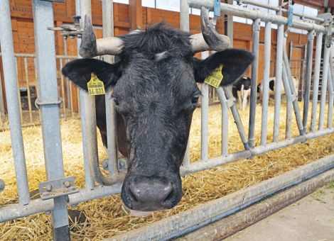 Hohes Angebot belastet Preise für Bio-Milch