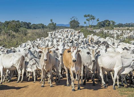 Fleischwirtschaft von Mercosur unbeeindruckt