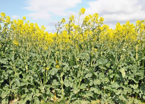 Etliche Flächen wurden noch im Herbst umgebrochen