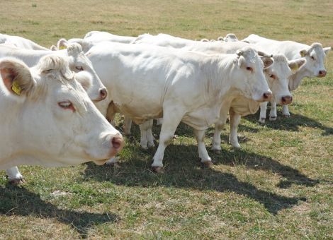 Bullenmast, Mutterkuhhaltung und Schlauchkonservierung