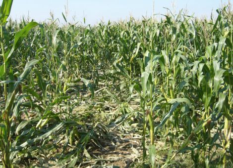 Wildschaden – was kann der Landwirt und Winzer tun?