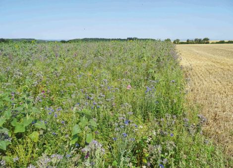 Ziele von Landwirtschaft und Naturschutz – eine Annäherung