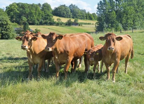 Limousin im Blickfeld