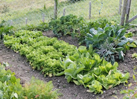 Späte Ernte im Bauerngarten