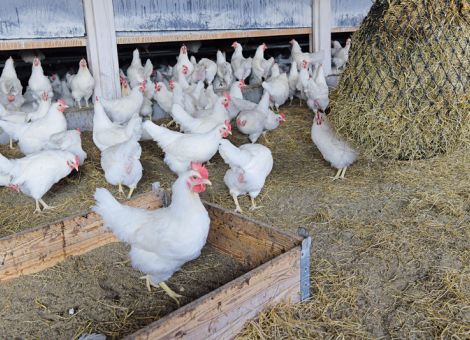 Trockene und strukturierte Einstreu für mehr Tierwohl