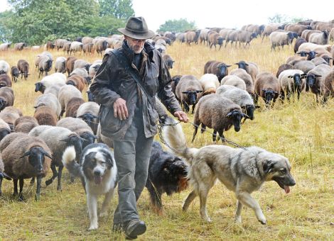 Der Wolf in Hessen– was geht und was nicht?