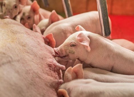 Für jedes Ferkel eine Zitze