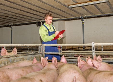 Erfahrungen zum Umgang mit Aktionsplan Kupierverzicht