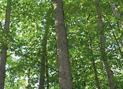 Trägt die Baumhasel zur Lösung des Waldumbaus bei?