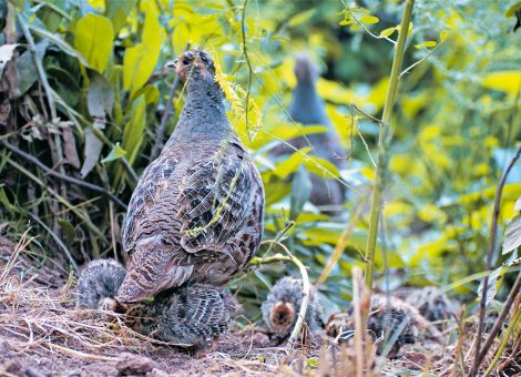 Nachwuchs bei Rebhühnern – die Küken sind geschlüpft